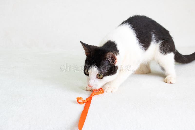 Black and white kitten playing with a rope stock photos