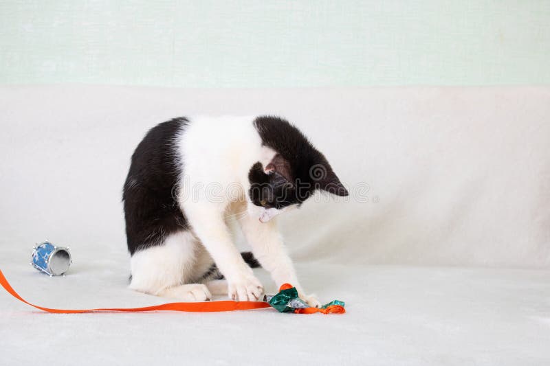 Black and white kitten playing with a rope stock photos