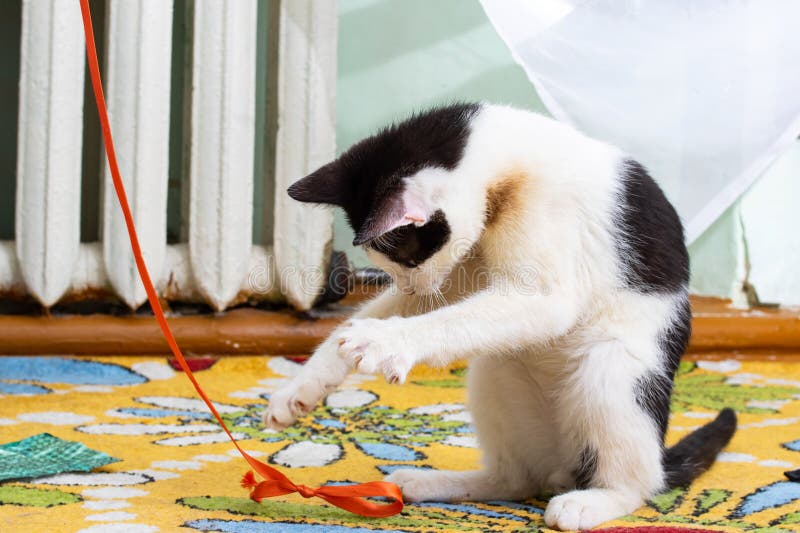 Black and white kitten playing with a rope royalty free stock photography