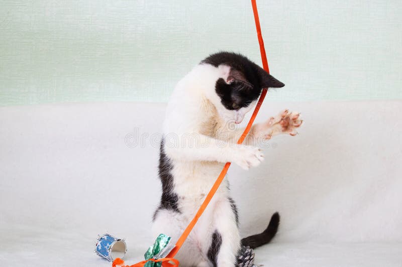Black and white kitten playing with a rope royalty free stock photo