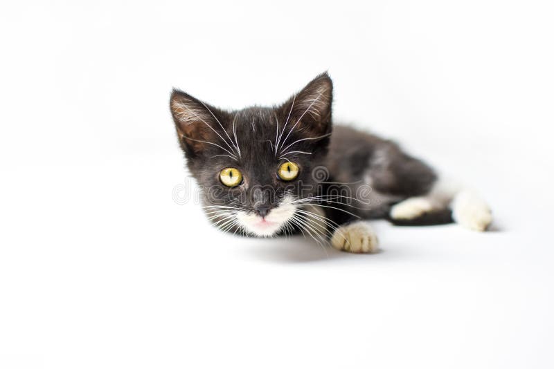 Black and White Kitten stock image. Image of gardening 120145685