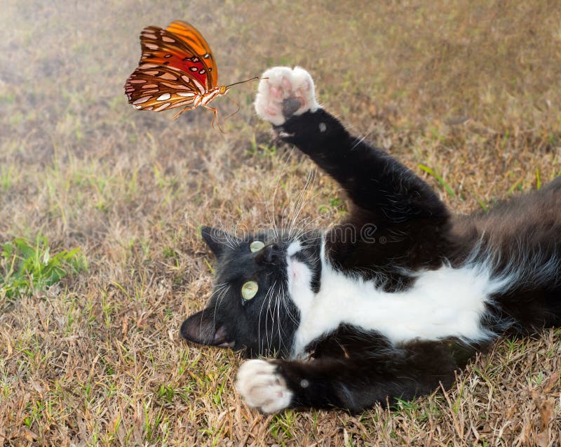 Black and white kitty cat playing with a butterfly