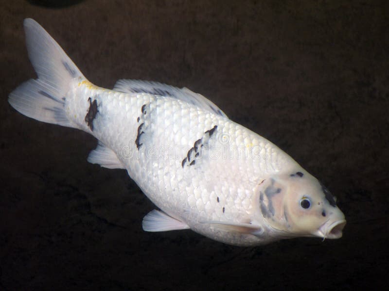 Black White Koi stock image. Image of gold, fresh, fish 4979819