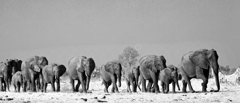 Black & White Landscape of a large herd of elephants walking across the African Savannah in Hwange National Park