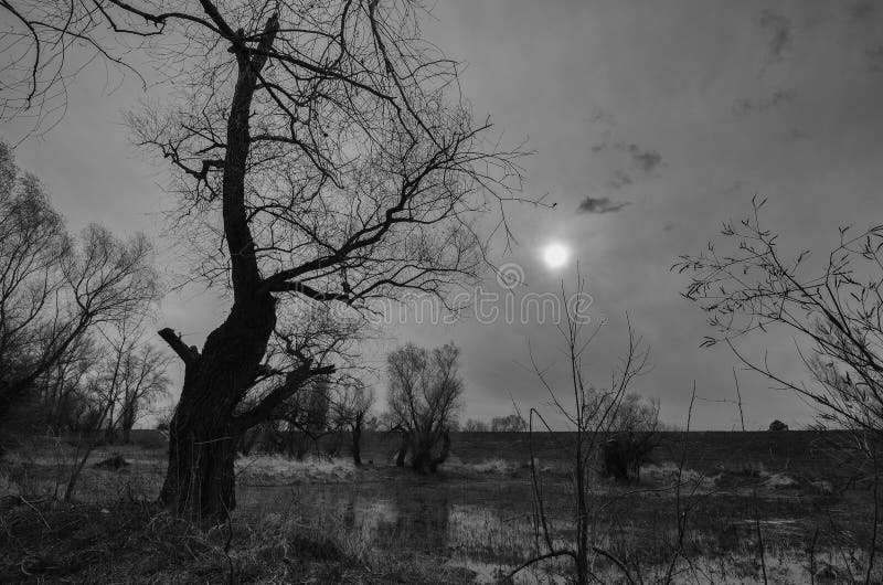 Black And White Landscape Showing Old Creepy Forest And Swamp Stock