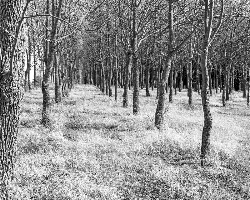 Black and White Landscape of Trees in an Arbor Stock Image Image of