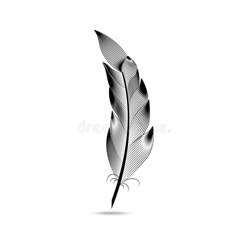 Black and White Large Curved Fluffy Feather Stock Illustration