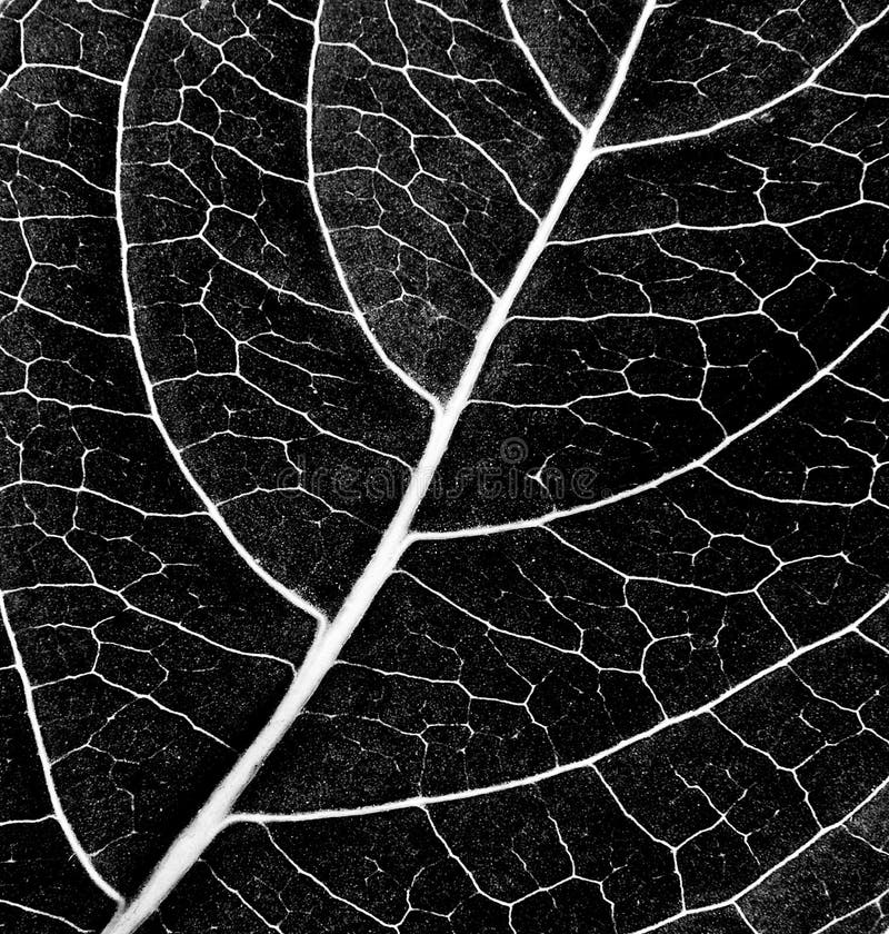 Black and White Leaf Texture Stock Image - Image of leaves, background