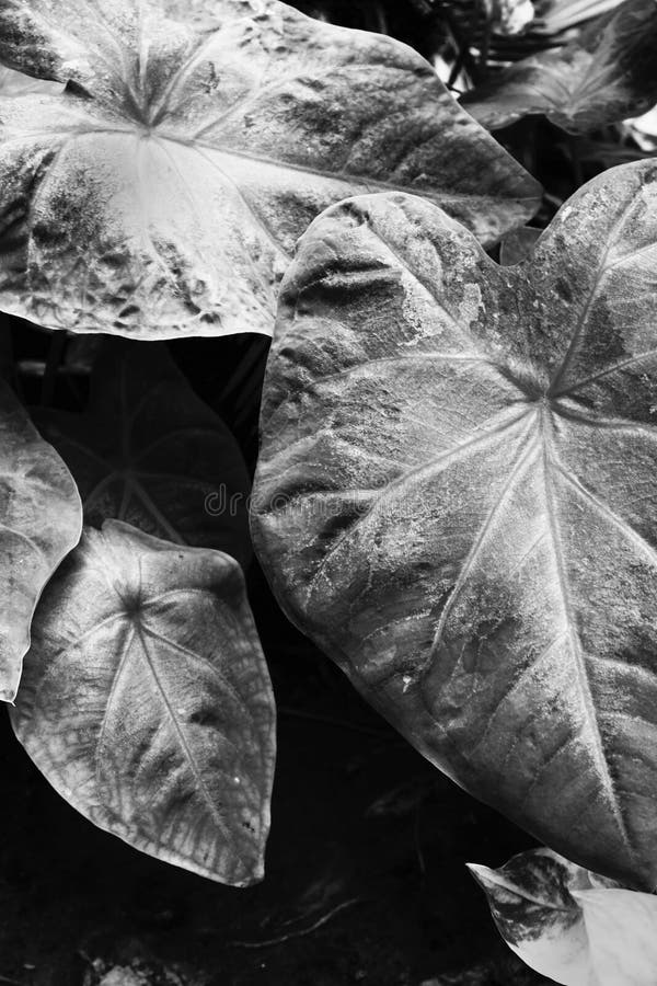 Black and White Leaves Against Natural Background Stock Photo Image