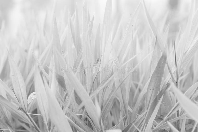 Black and white Leaves of grass