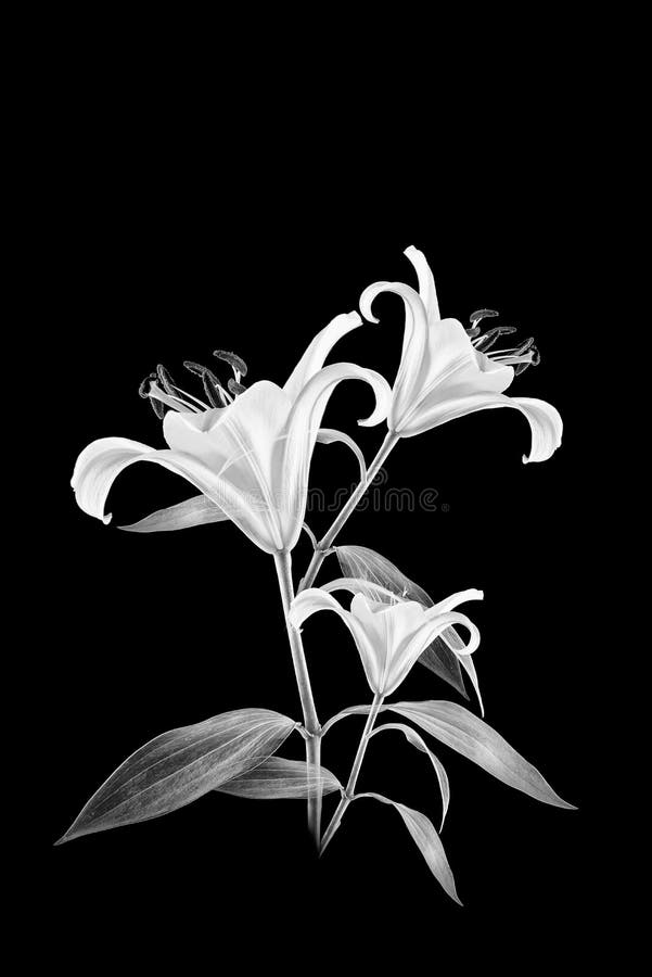Black and White lily flower on black background.