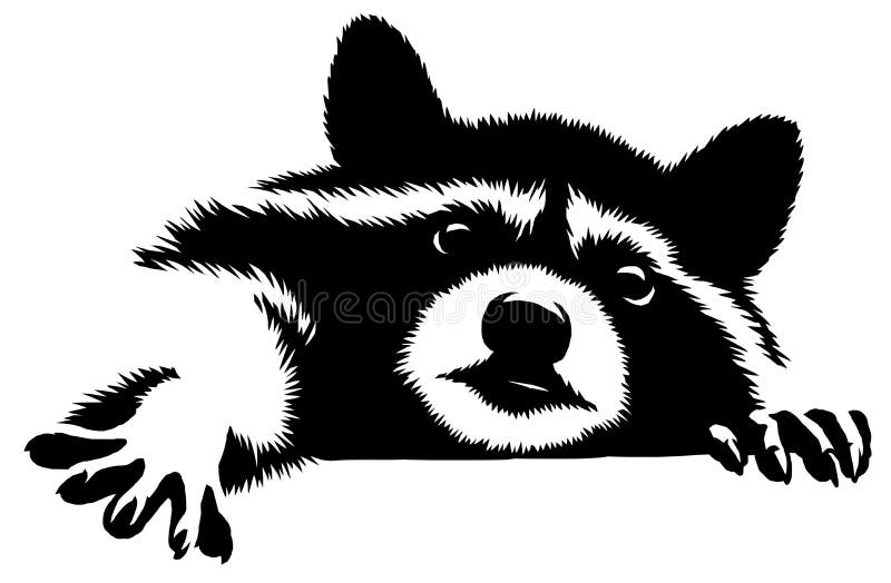 Raccoon Black White Drawing Stock Illustrations – 2,634 Raccoon Black