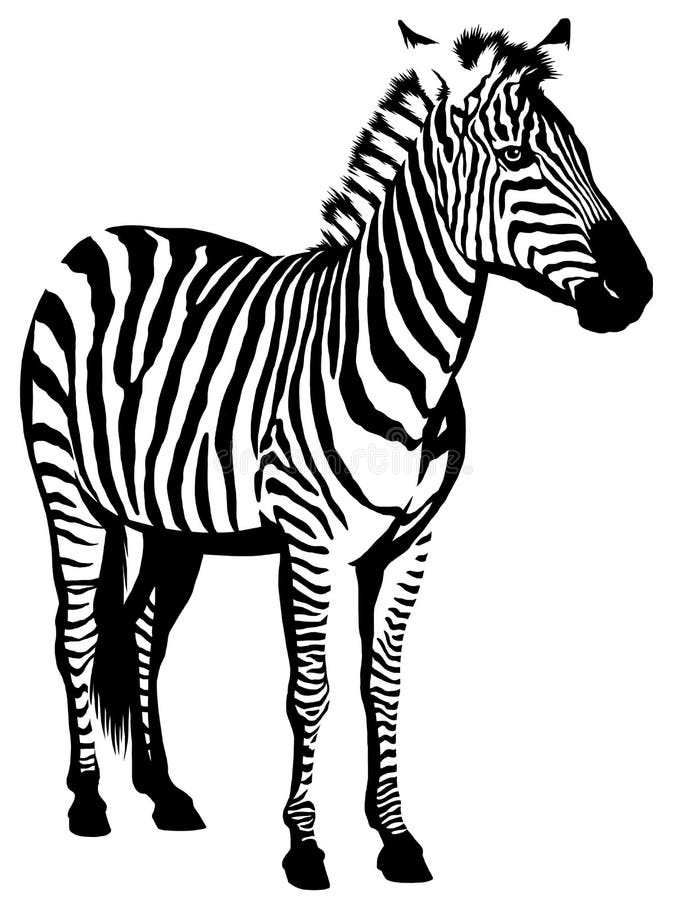 Zebra Clipart Black And White