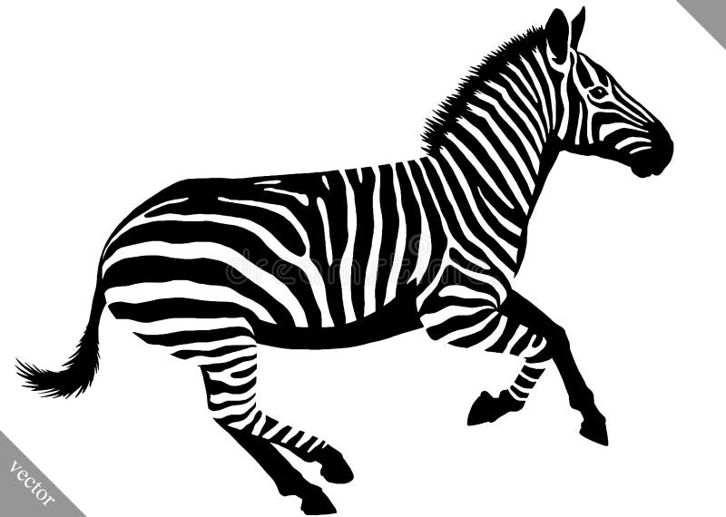Black and White Linear Paint Draw Zebra Vector Illustration Stock