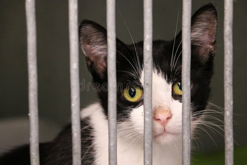 A Black and White Little Cat Behind Bars in the Cage in an Animal Shelter  Stock Photo - Image of homeless, kitty: 226324332