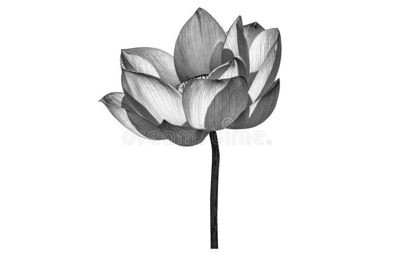 Black White Lotus Flower Isolated on White Background. Stock Photo