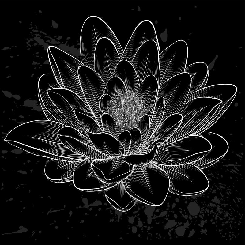 Black And White Lotus Flower Painted In Graphic Style Isolated Stock