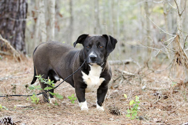 436 Black White Pitbull Bulldog Mixed Breed Dog Stock Photos - Free &  Royalty-Free Stock Photos From Dreamstime