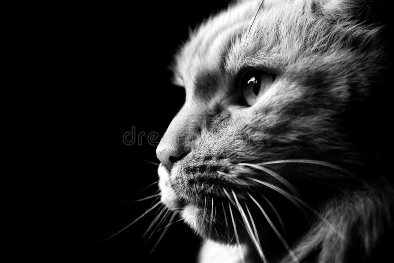 Black and white maine Coon cat close-up in profile