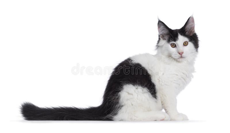 Black And White Maine Coon Kitten On White Stock Image Image Of Side Mammal 156475401