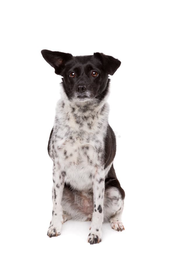 A White Mixed Breed Dog Playing with a Ball Outdoors Stock Image