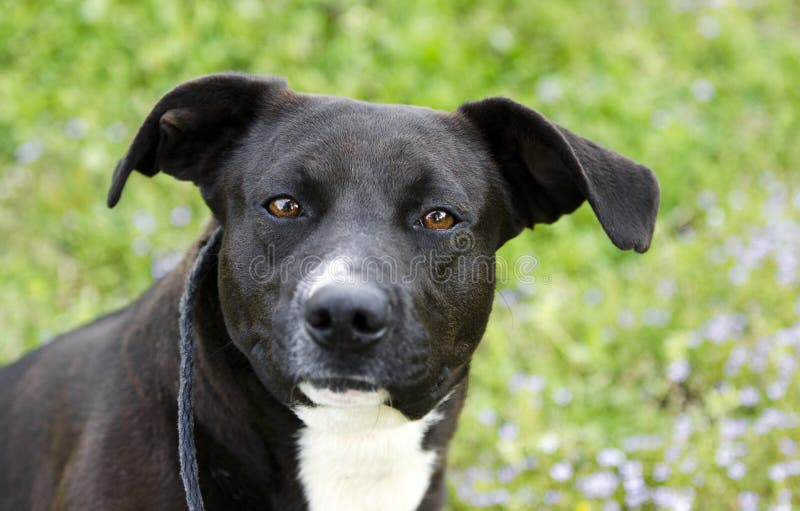 Black and White Mixed Breed Dog Stock Photo - Image of county, lowrider