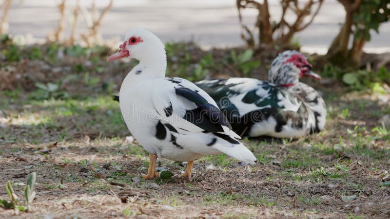 Black and white muscovy duck is standing on one leg on a patch of grass, with another muscovy duck resting in the stock footage