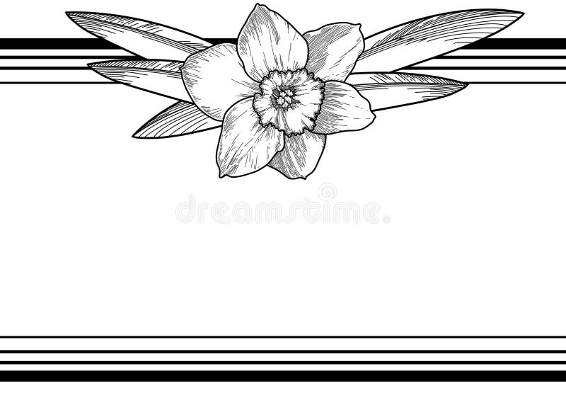 White Narcissus Flower. Floral Vector Illustration Poet`s Daffodil