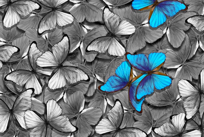 Black and white natural pattern with blue accents. abstract pattern of morpho butterflies. wings of a butterfly Morpho. flight of