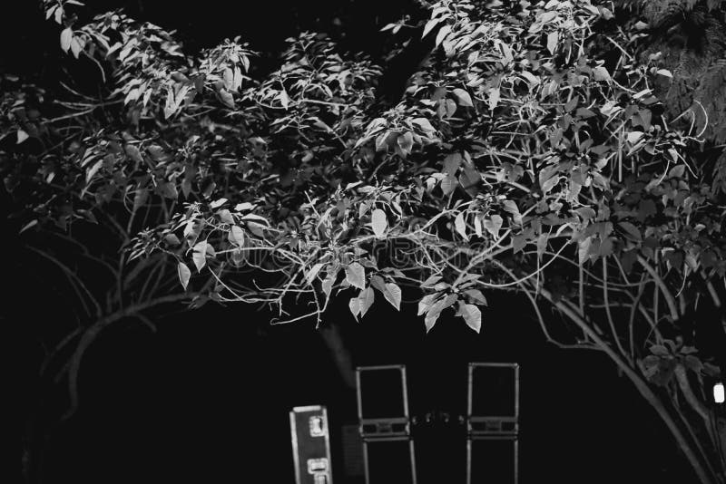 Black and White Night Tree Picture Stock Photo Image of natural, trees 193509582