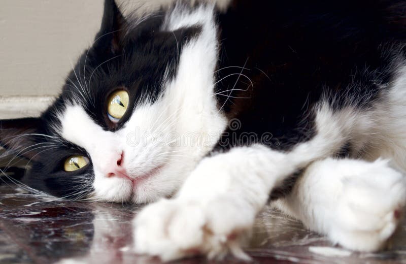 En blanco y negro noruego Bosque gato descansa abajo sobre el negro piso cubierto, abrir verde ojos sobre el afuera de concentrarse patas en primer plano.