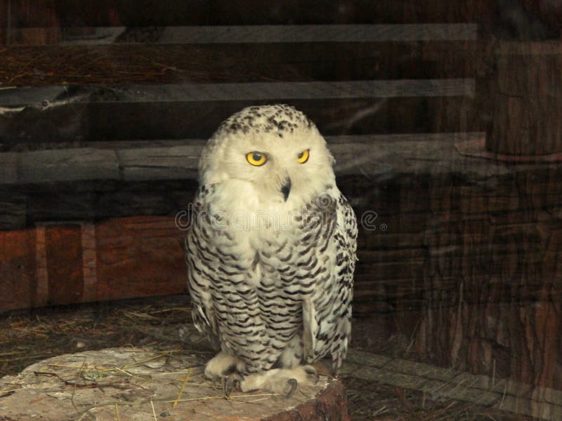 An owl in a zoo royalty free stock image An owl in a zoo royalty free stock image