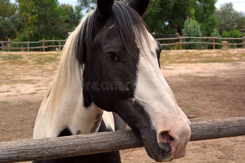 Black and White Painted Farm Horse Stock Photo Image of black, farm
