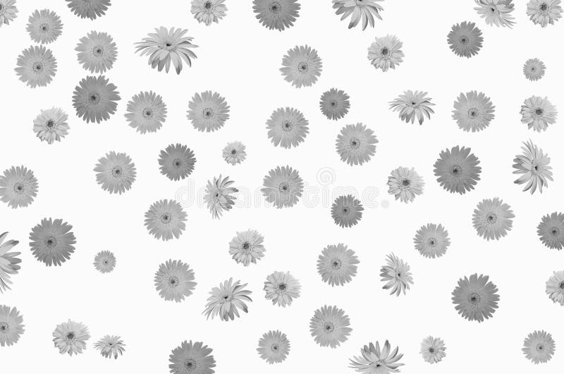 Black and white pattern of gerbera flower texture