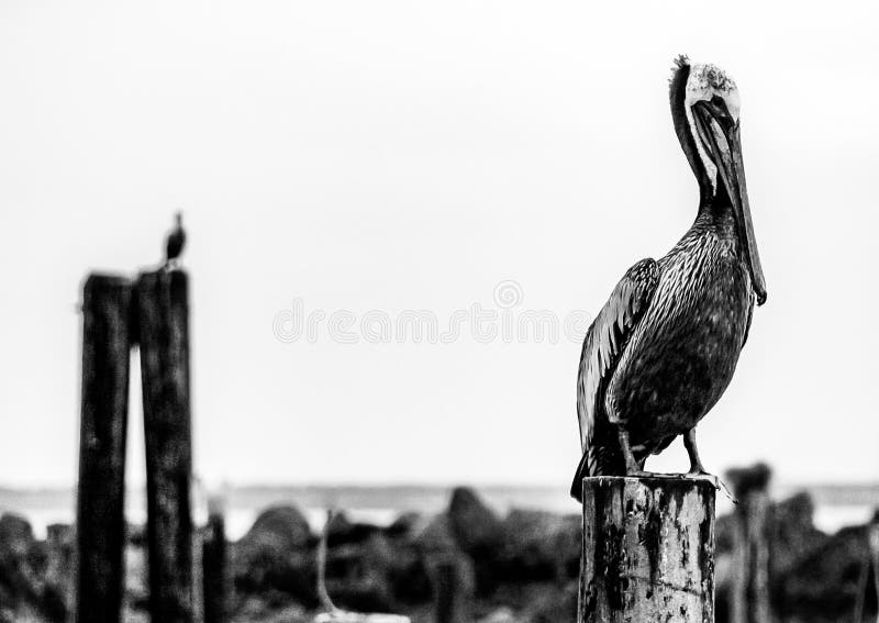 Black and white pelican perched on a pier pylon log with another in the distance
