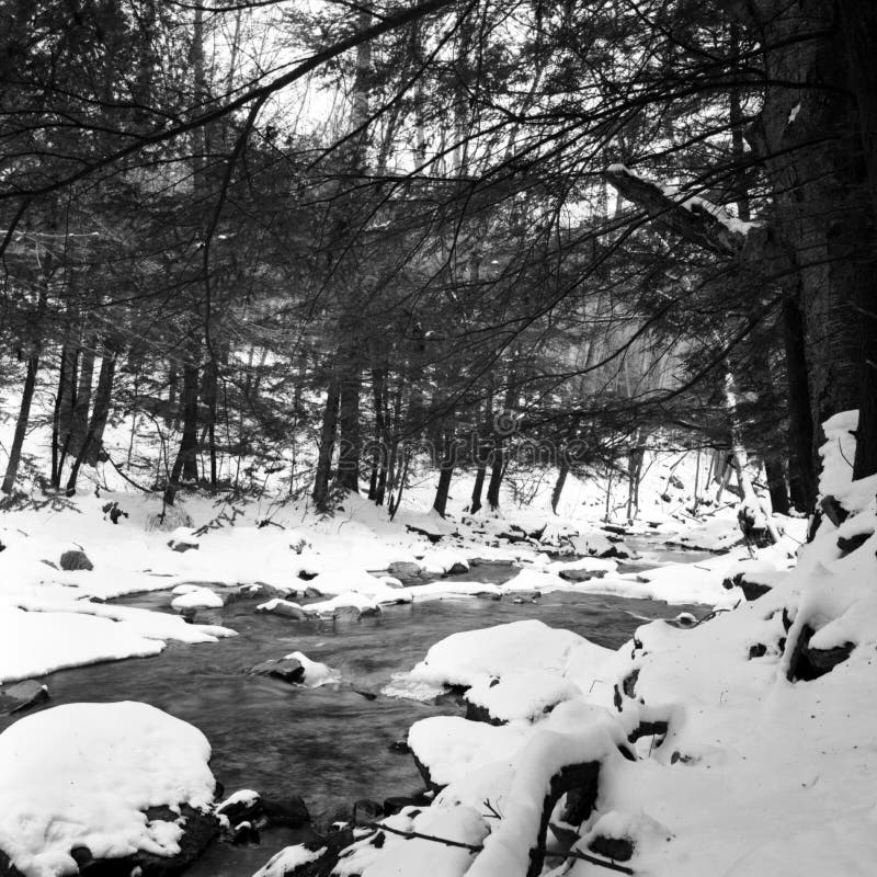 Foto in bianco e nero di caccia dei big creek in inverno, nello stato del maryland.