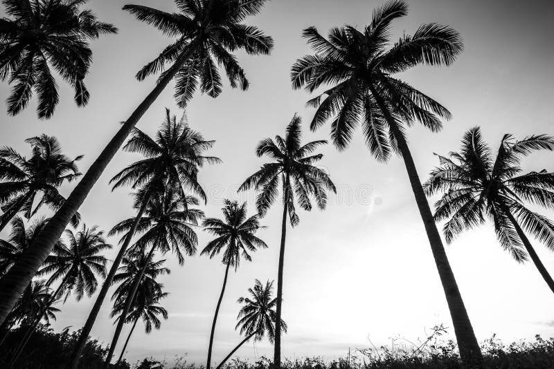 Black and White Photo of Palm Trees Stock Image - Image of horizon