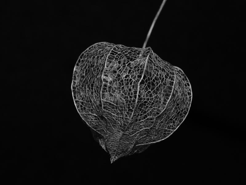 Plant Part In Black And White Stock Photo Image Of Black Wild 113172548 Plant Part In Black And White Stock Photo Image Of Black Wild 113172548