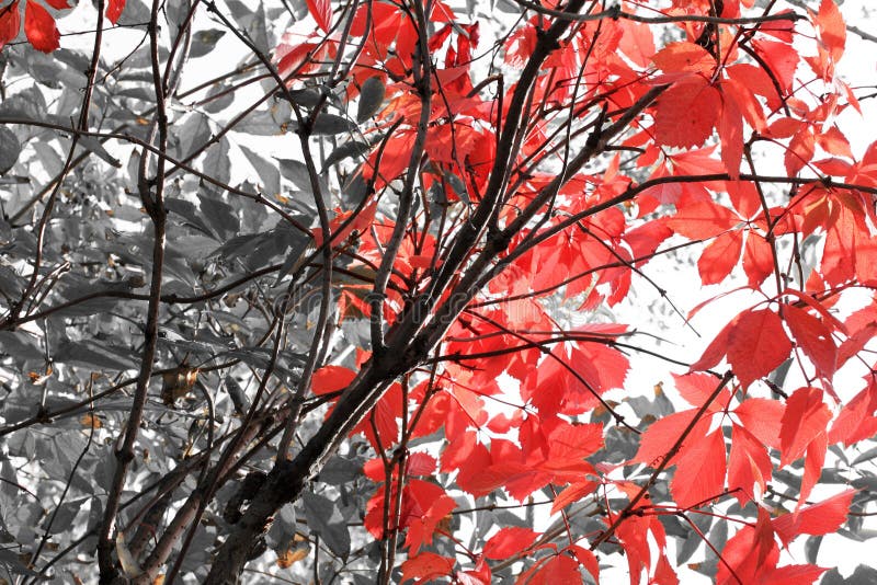 Black and white photo with red leaves of grapes