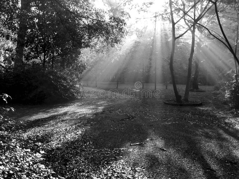 Black and white photo of the sun's rays piercing through the fog royalty free stock photo