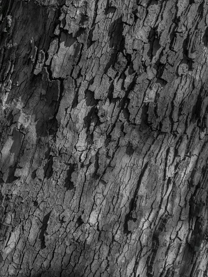 179 Black Sycamore Tree White Photos Free Royalty Free Stock Photos From Dreamstime 179 Black Sycamore Tree White Photos Free Royalty Free Stock Photos From Dreamstime