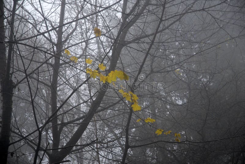 Black and white photo of winter forest, fog and the last yellow leaves.