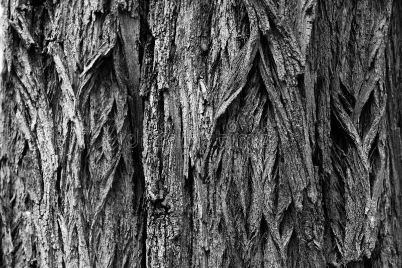 Black and white photograph of the texture of the bark of an acacia tree royalty free stock photo