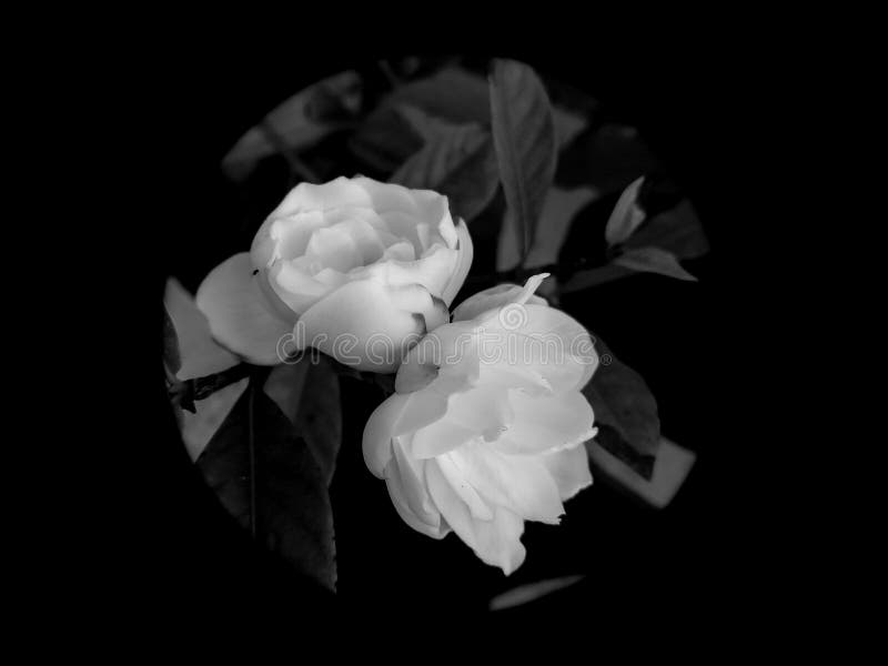 black white flower wallpaper