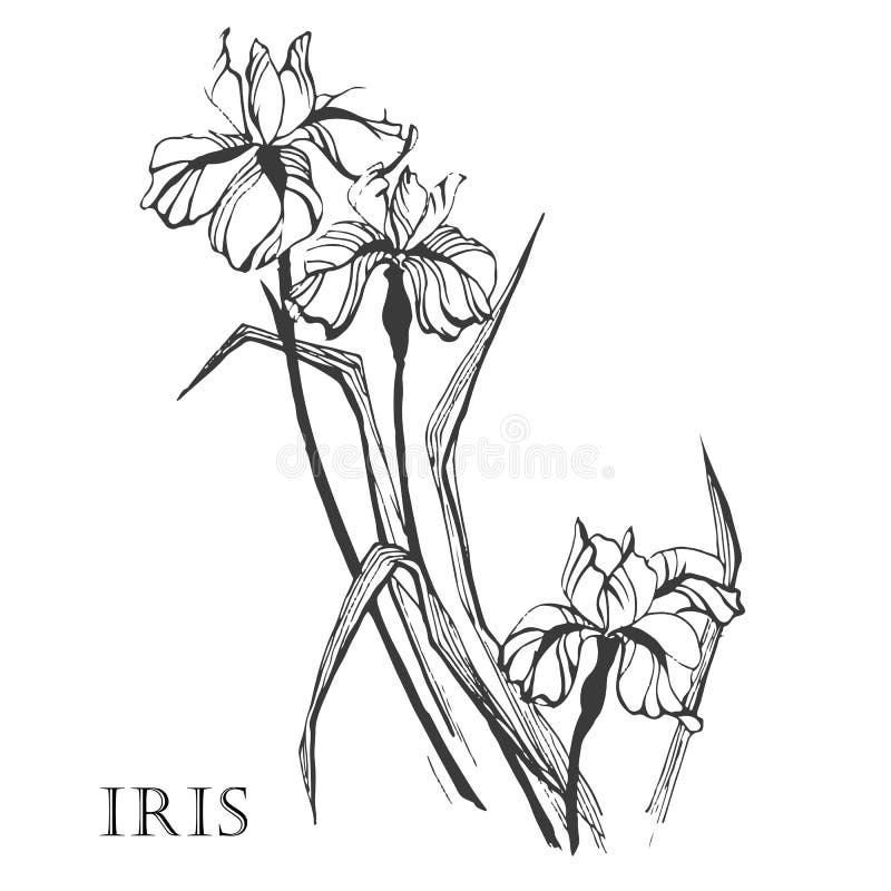 black-and-white-picture-of-a-flower-iris-vector-stock-vector
