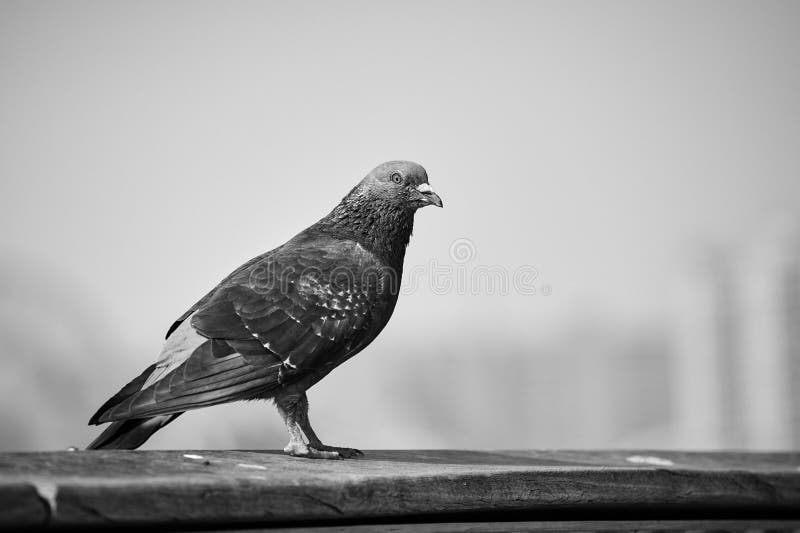 Black and White Picture of a Pigeon. Stock Image Image of nature