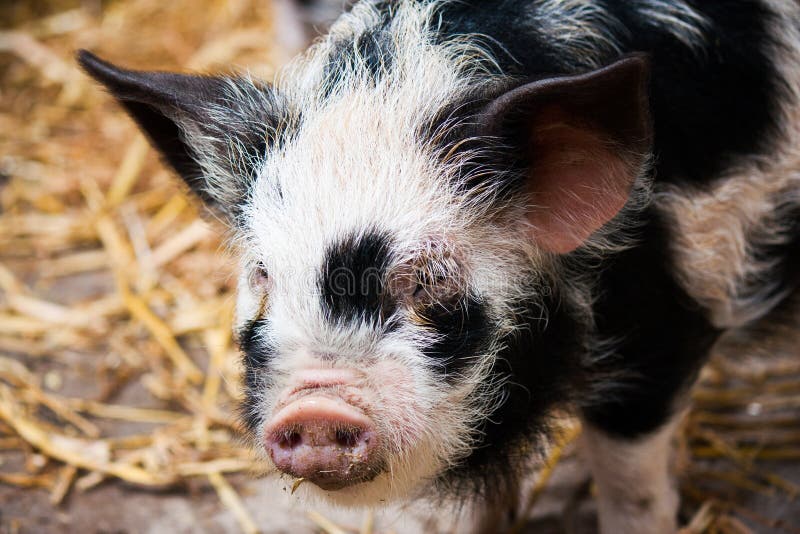 A Black And White Pig In A Pigsty Stock Photo Image of livestock