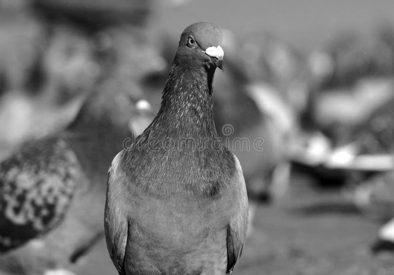 Black and white pigeon stock photo. Image of bird, nature 34989282