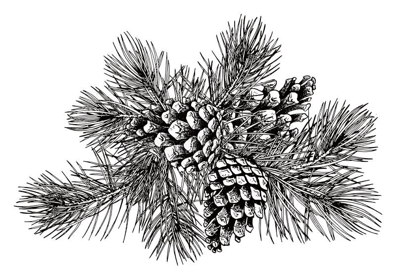 Black and White Pine Branch with Cones. Stock Vector Illustration of