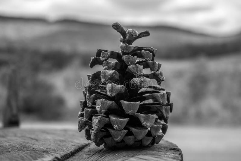 Black and white pine cone stock photo. Image of monochrome 179234566